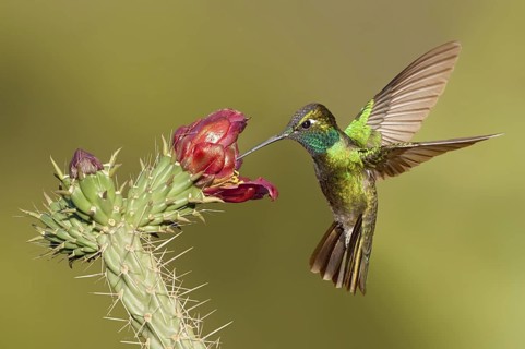 Rivoli's Hummingbird (Eugenes fulgens), Arizona, USA