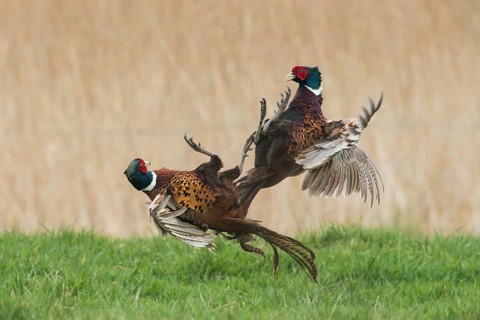 Common Pheasant (Phasianus colchicus) fighting males during courtship, Schleswig-Holstein, Germany