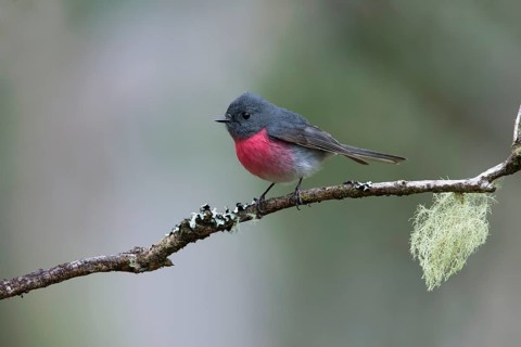 Rose Robin (Petroica rosea) male perched on a branch, Victoria, Australia