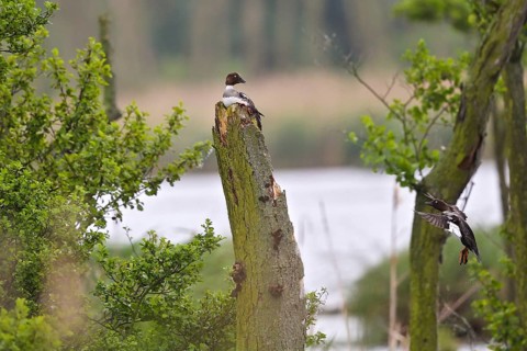 Common Goldeneye (Bucephala clangula) female approaching to the nest, Mecklenburg-Western