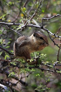 Antelope gopher, (Ammospermophilus harrisii), adult, on tree, foraging, Sonoran Desert, Arizona,