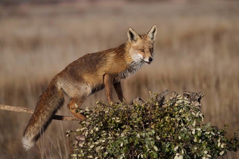 A vigilant fox stands gracefully atop a branch, surveying its surroundings in a covered field,
