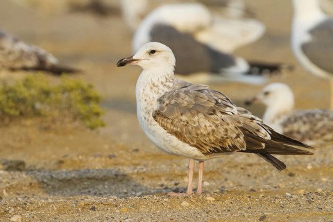 Lesser Black-backed Gull (Larus fuscus heuglini), Oman