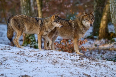 Two wolves standing close together in a winter forest, Winter, Wolf (Canis lupus), Germany