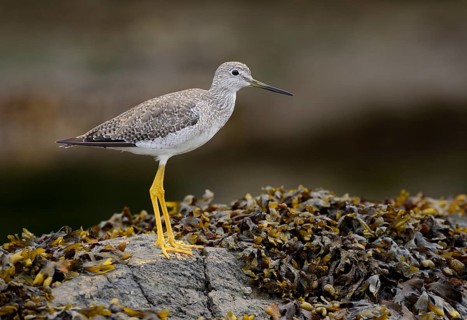 Greater Yellowlegs (Tringa melanoleuca), British Columbia, Canada