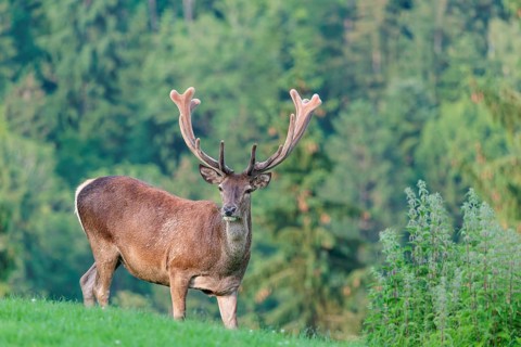 A red deer stag (Cervus elaphus) with its velvet antlers stands in a green meadow in hilly terrain.