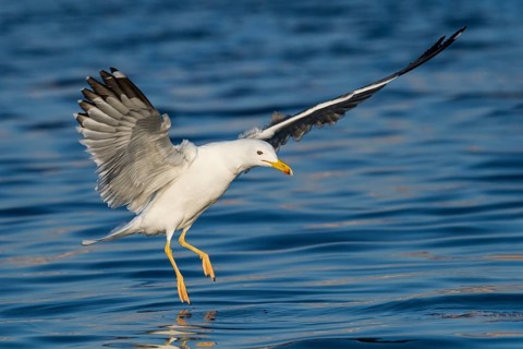 Baraba Gull (Larus fuscus barabensis) flying, Eilat, Israel