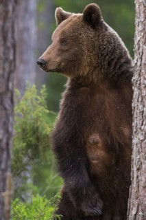 Eurasian Brown Bear (Ursus arctos) standing upright in-between trees in forest, Finland