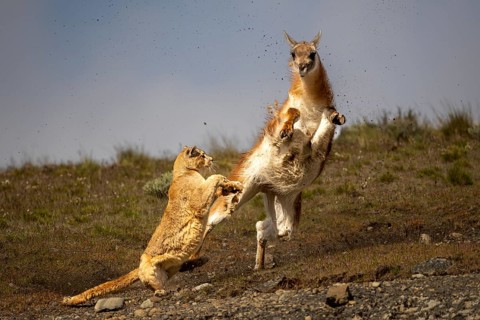 Cougar (Cougar concolor) attacking guanaco (Llama guanicoe), predator and prey in action, rising