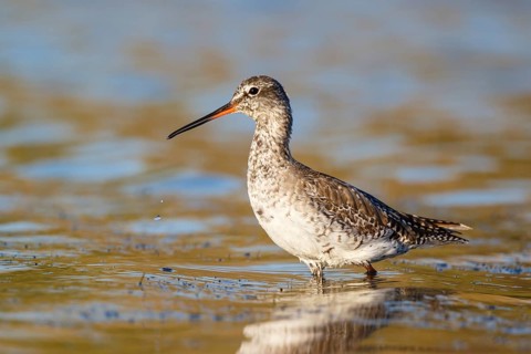 Spotted Redshank (Tringa erythropus) foraging, Lesvos, Greece