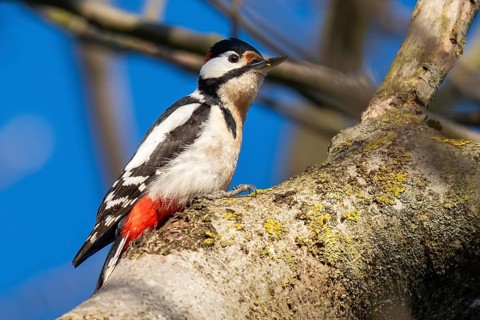 Great spotted woodpecker (Dendrocopos major) in a walnut tree, Baden-Württemberg, Germany