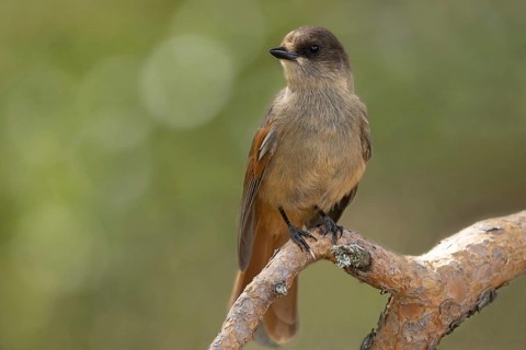 Siberian Jay (Perisoreus infaustus) perched on a branch, Dalarna, Sweden