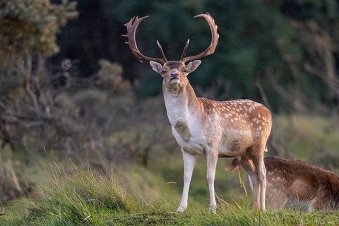 Fallow deer (dama dama), male, deer, Zandvoort, North Holland, Netherlands