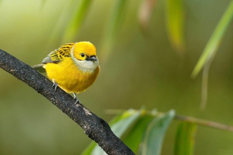 Silver-throated Tanager (Tangara icterocephala) perched on a branch, Costa Rica