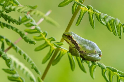 European tree frog (Hyla arborea), Zandvort, Netherlands