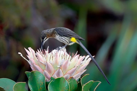 Cape Honeybird (Promerops cafer), adult, male, on flower, foraging, Protea, vigilant, Kirstenbosch