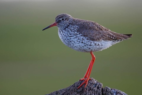 Common Redshank (Tringa totanus) perched on a pale, Netherlands