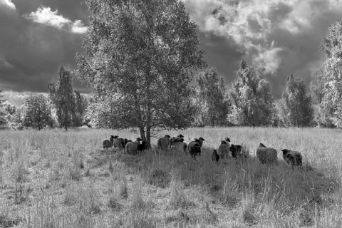 Sheep, heather graze a nature reserve, Schwerin, Mecklenburg-Western Pomerania, Germany