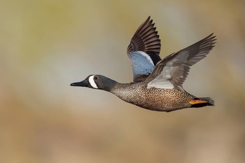 Blue-winged Teal (Anas discors) flying above pond in Manitoba, Canada
