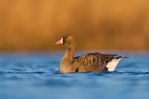 Greater White-fronted Goose (Anser albifrons), Utrecht, Netherlands