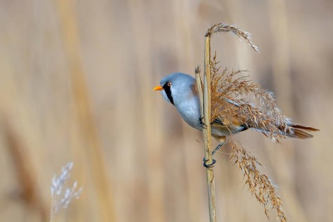 Bearded reedling, bearded tit (Panurus biarmicus) adult male perched on reed stem while foraging
