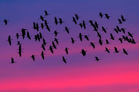 Glossy ibis, Brown ibis, Brown ibis, Flight photo, Evening sky, Sunset, Silhouettes, Animals,