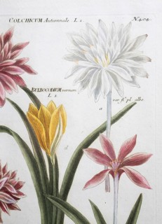 Detail, autumn crocus (Colchicaceae), colchicum, hand-coloured mezzotint copperplate engraving from