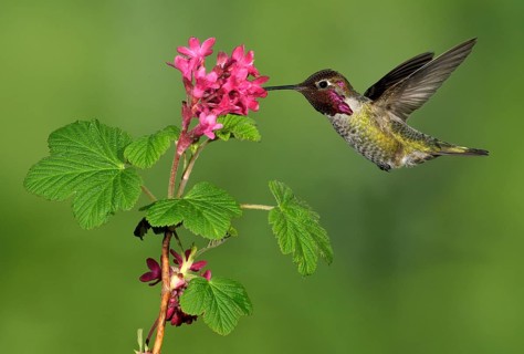 Anna's Hummingbird Male (Calypte anna) - Victoria BC, Canada