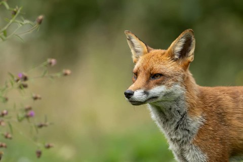 Red fox (Vulpes vulpes) adult animal in countryside grassland in summer, England, United Kingdom