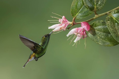 Coppery-headed Emerald (Elvira cupreiceps), Costa Rica