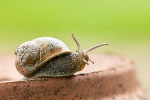 Garden snail (Helix aspersa) adult gastropod molluscs on a garden plant pot in summer, Suffolk,