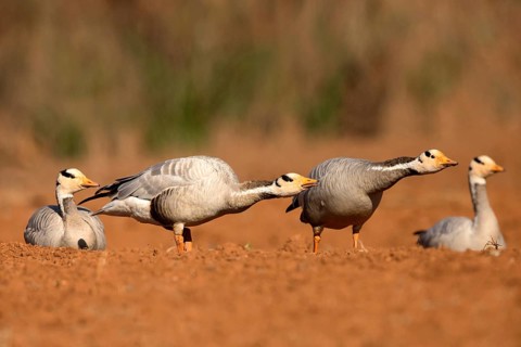 Bar-headed Goose (Anser indicus), Yunnan, China