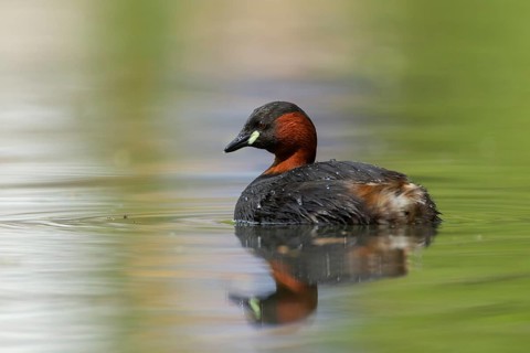 Little grebe or Dabchick (Tachybaptus ruficollis) adult bird on a lake, England, United Kingdom