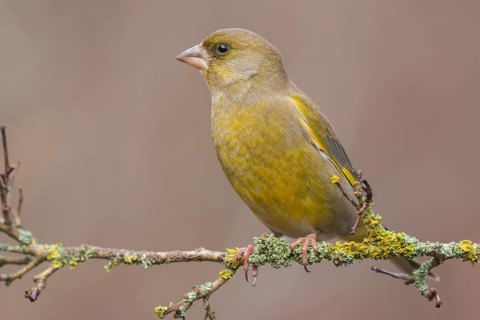 European Greenfinch (Chloris chloris) male perched on a branch, Lower Saxony, Germany
