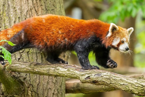 Red panda (Ailurus fulgens) on a branch in a tree, captive, Germany