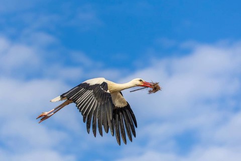 White stork (Ciconia ciconia), flying with nesting material in its beak, Affenberg, Salem, Lake