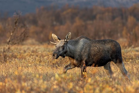 A young moose bull (Alces alces) follows a moose cow with calf, moose rut, rutting season, autumn,