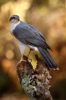 Northern Goshawk (Accipiter gentilis), adult male, Castile and Leon, Spain