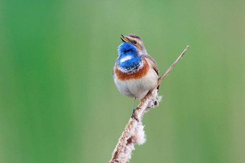Bluethroat (Luscinia svecica cyanecula) male singing from cattail, Netherlands