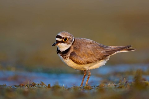 Little Ringed Plover (Charadrius dubius) male, North Rhine-Westphalia, Germany