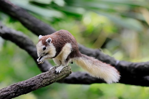 Finlayson's squirrel (Callosciurus finlaysonii), adult, on tree, foraging, Singapore, Southeast