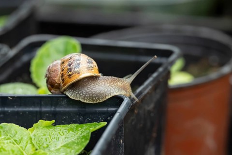 Garden snail (Cornu aspersum) adult gastropod molluscs on a garden plant pot in summer, England,