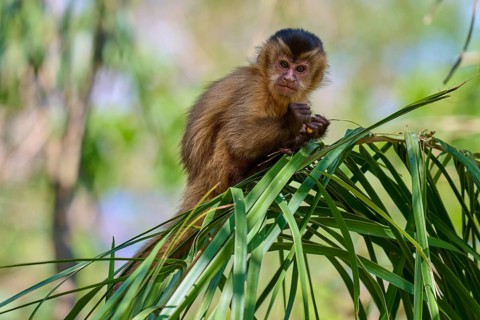 Monkey sitting attentively on a branch, surrounded by leaves, capuchin monkey (Sapajus apella),