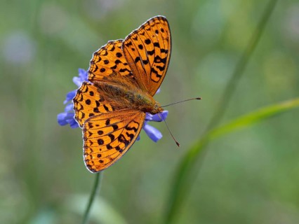 High brown fritillary (Argynnis adippe), High brown fritillary, butterfly, insect, Black Forest,