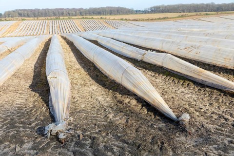 Polythene cloches, polytunnels, folio tunnels, running across farmland field to protect crops from