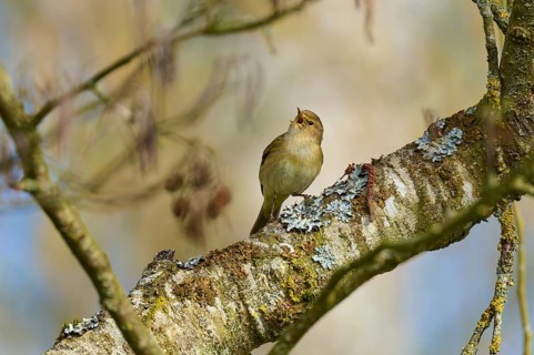 Bird singing on a tree trunk in the spring nature, chiffchaff (Phylloscopus collybita), spring,