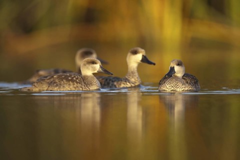 Marbled Duck (Marmaronetta angustirostris), Castile-La Mancha, Spain