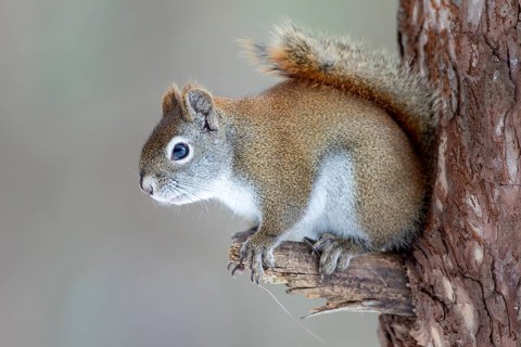 Red squirrel (Tamiasciurus hudsonicus) perched on a branch and watching, region of La Mauricie,