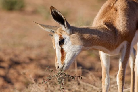 Springbok (Antidorcas marsupialis), young animal, feeding on acacia leaves, head close-up, golden