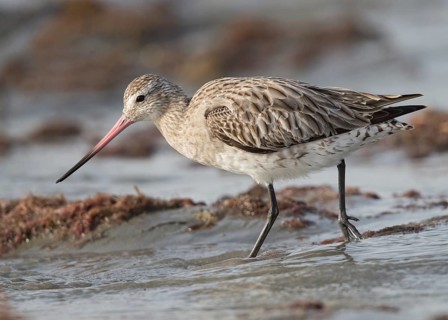 Bar-tailed Godwit (Limosa lapponica) foraging, Gambia